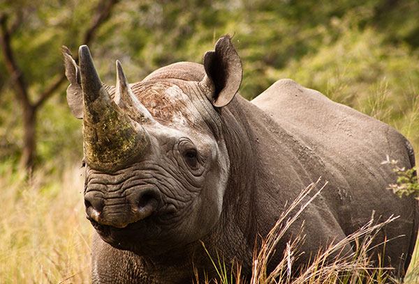 Africa Coeur Safaris parrain du rhino Tsholofelo !